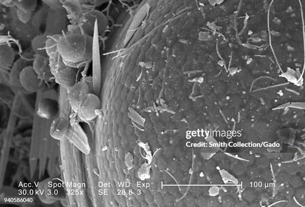 939 Sem Insect Stock Photos, High-Res Pictures, and Images - Getty Images