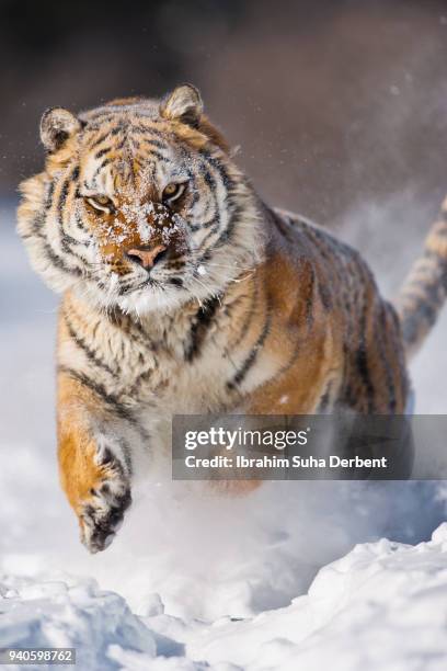 siberian tiger showing its force - sibirischer tiger stock-fotos und bilder