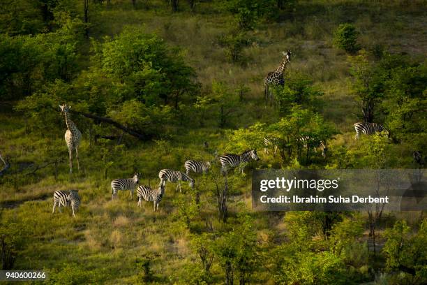 friendly animals walking together in okavango delta. - cebra de montaña fotografías e imágenes de stock