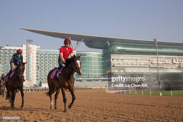 Team of Aidan O’Brien stable horses training at the Meydan Racecourse prior to Dubai World Cup 2018 on March 30, 2018 in Dubai, United Arab Emirates.