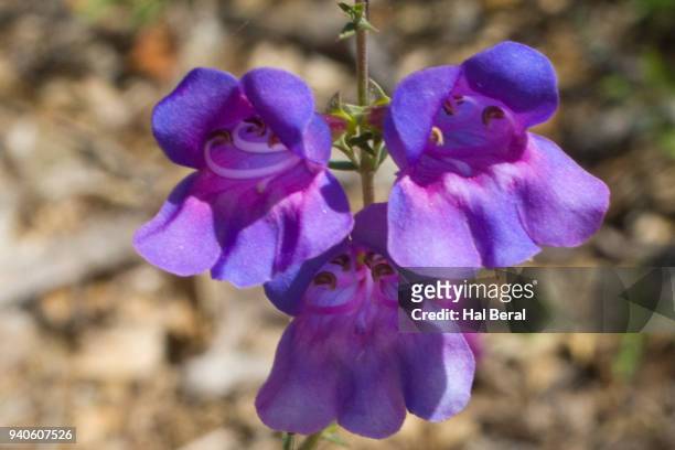 foothill penstemon - penstemon stock pictures, royalty-free photos & images