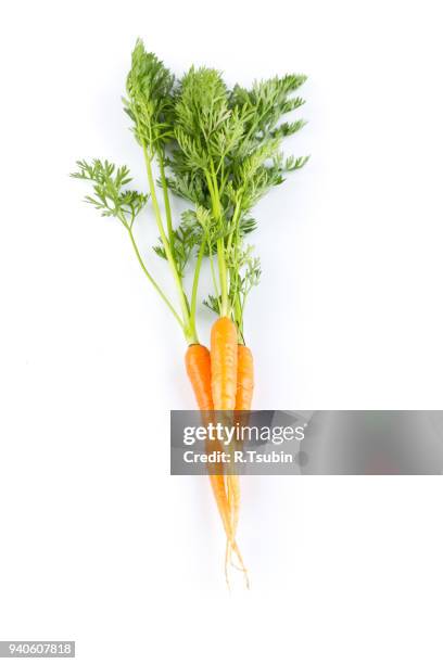 fresh carrots with green leaves - möhre stock-fotos und bilder
