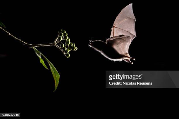 anoura geoffroyi - bats flying ストックフォトと画像