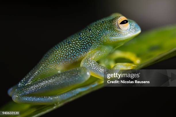 granular glass frog - sarapiquí stock-fotos und bilder