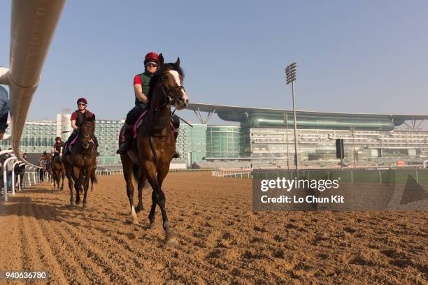 Team of Aidan O’Brien stable horses training at the Meydan Racecourse prior to Dubai World Cup 2018 on March 29, 2018 in Dubai, United Arab Emirates.