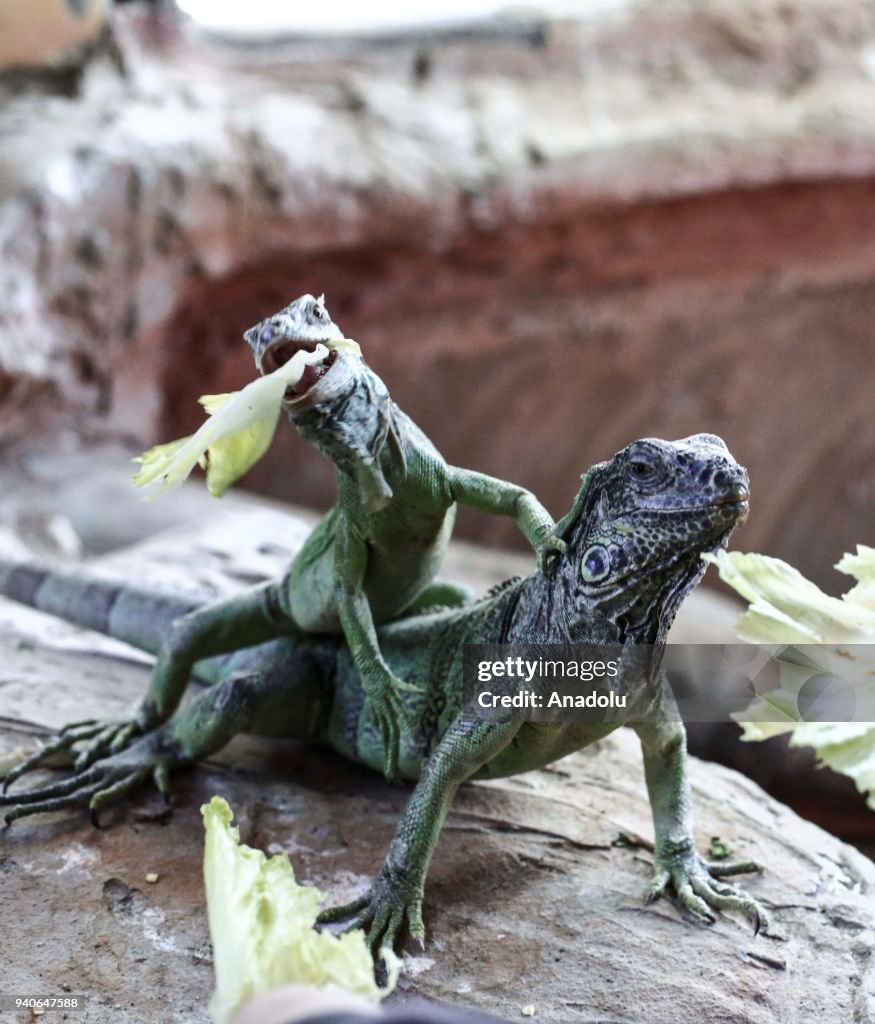 Iguanas at a Pet Park in Turkey's Ankara