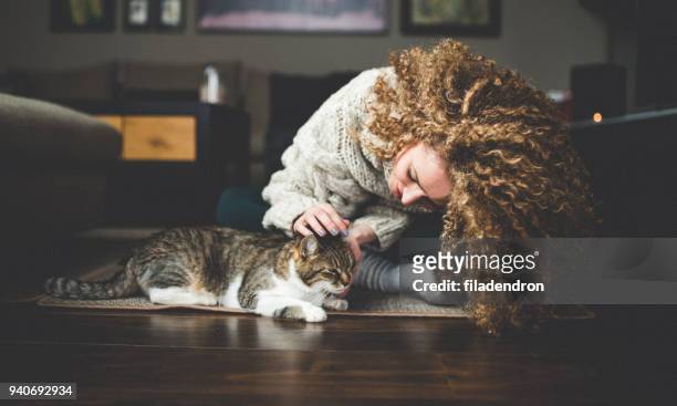 owner playing with cute funny cat at home - cat sitting stock pictures, royalty-free photos & images