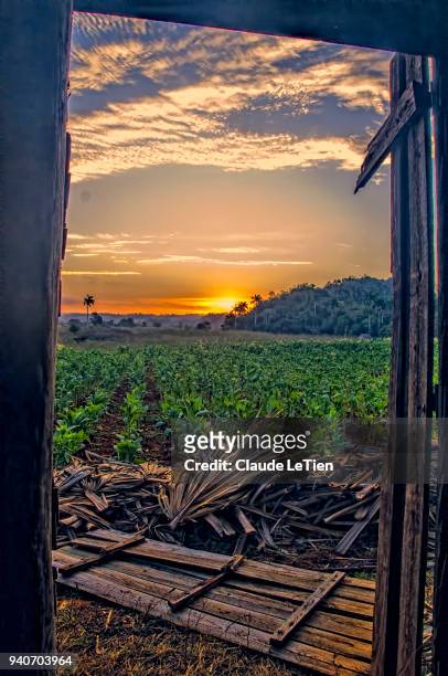 tobacco barn sunrise view - viñales cuba fotografías e imágenes de stock