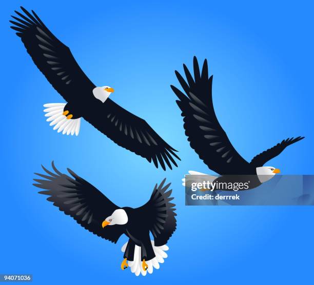 eagle - eagle flying stock illustrations