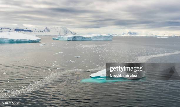 crabeater seal resting on ice floe - ice floe stock pictures, royalty-free photos & images