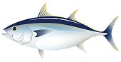 The bluefin tuna, isolated on the white background.