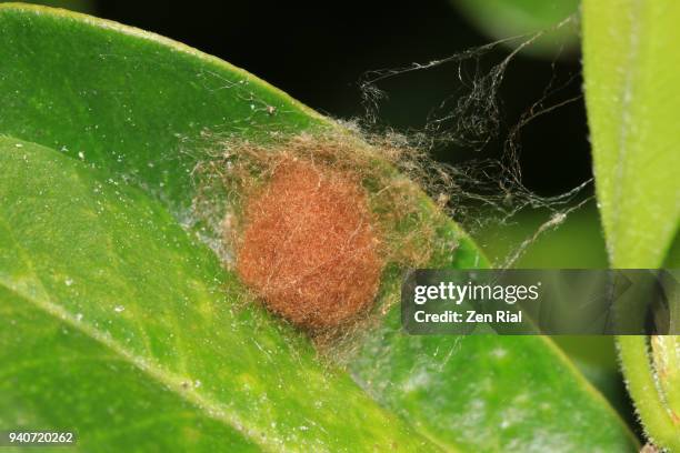 a single insect case (cocoon) attached to a leaf - bagworm moth 個照片及圖片檔