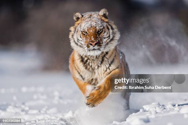 siberian tiger looking ferocious - sibirischer tiger stock-fotos und bilder