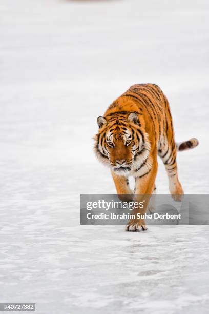 walking on the icy ground - tierisches verdauungssystem stock-fotos und bilder