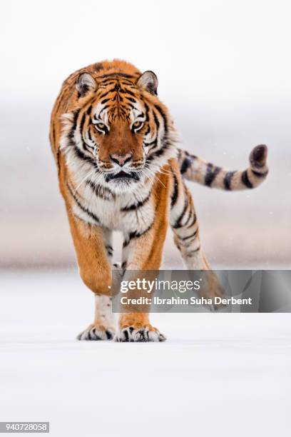 the angry running of the amur tiger - sibirischer tiger stock-fotos und bilder
