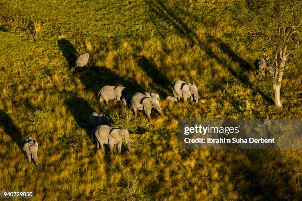 medium group of elephants walking on grassland. - medium group of animals photos et images de collection