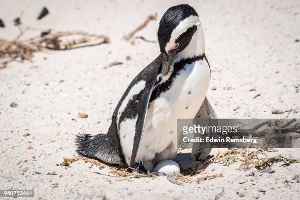 penguin on egg - broeden stockfoto's en -beelden