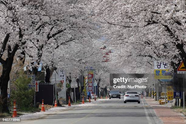 People enjoy cherry blossoms at road side in Hadong-Gun, South Korea, on 30 March 2018. The Cherry blossom also known as Sakura in South Korea...
