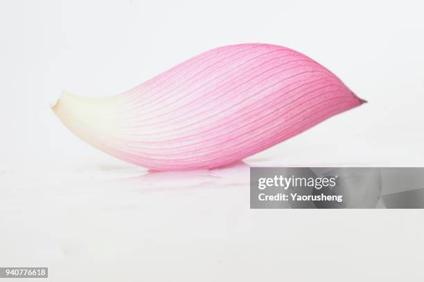 lotus flower petal on whtie background - lily pad float stock pictures, royalty-free photos & images