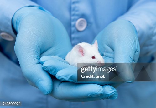 Small experimental mouse is on the researcher's hand Small experimental mouse is on the researcher's hand
