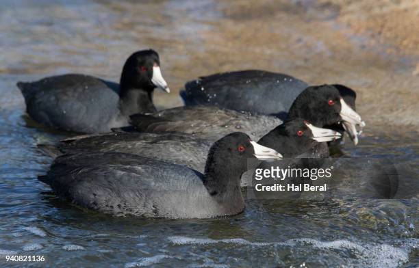 flock of american coots - american coot stock pictures, royalty-free photos & images