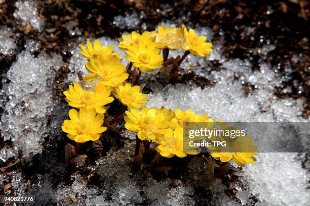 The Gagea lutea blossom on the frozen earth on 31 March 2018 in Yichun, Heilongjiang, China.