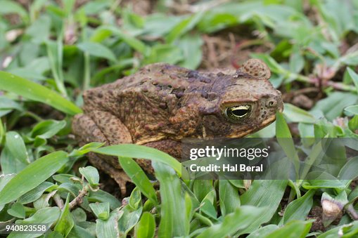Cane Toad Cane Toad