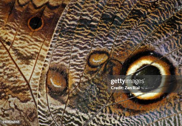 extreme close-up of an owl butterfly (caligo memnon) wing - ventrale kant stockfoto's en -beelden