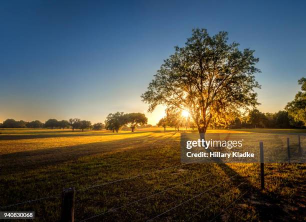 tree in a field at sunset - this morning 2017 ストックフォトと画像