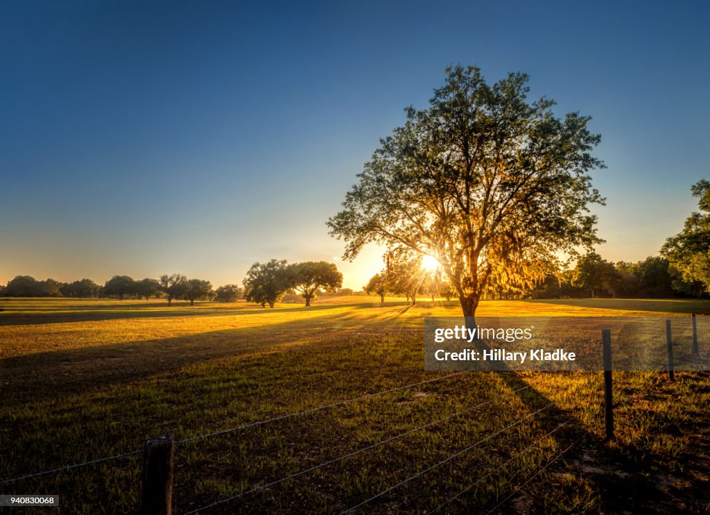 Tree in a field at sunset