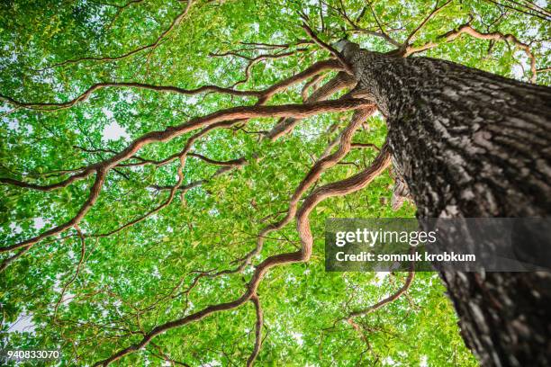 new green leaf tree in nature forest - tree trunk stockfoto's en -beelden