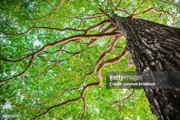new green leaf tree in nature forest - tall high stock pictures, royalty-free photos & images