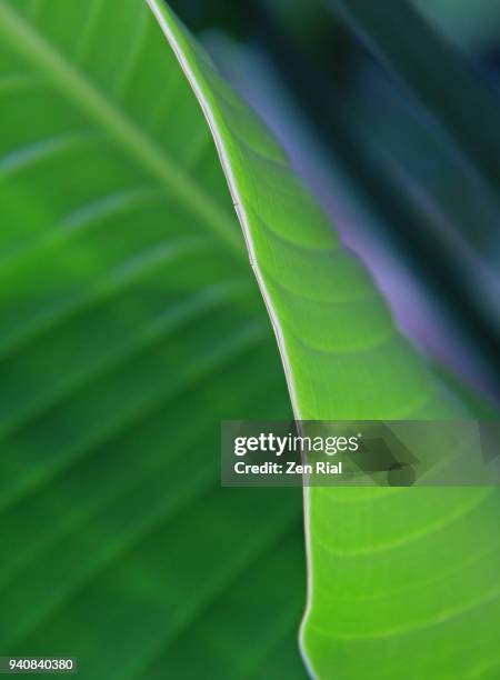 close-up of a banana leaf showing leaf edge - ventrale kant stockfoto's en -beelden