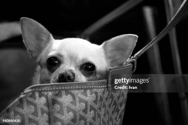 chihuahua dog peeking out from bag, close-up - leksakshund bildbanksfoton och bilder