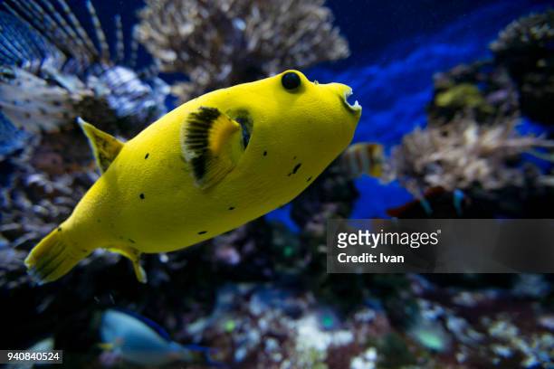 yellow blackspotted puffer and cleaner wrasses, arothron nigropunctatus, labroides dimidiatus, north ari atoll, maldives - puffer fish stock pictures, royalty-free photos & images