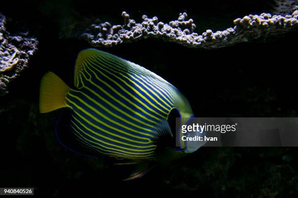 the bright yellow and blue stripes of an emperor angelfish - pacific double saddle butterflyfish stock pictures, royalty-free photos & images