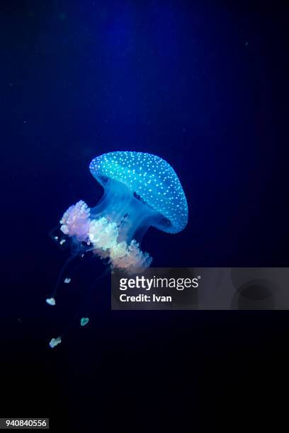 colorful jellyfish - chrysaora - fotografias e filmes do acervo