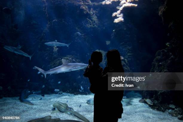 rear view of silhouette mother and son standing by fish tank - handrücken stock-fotos und bilder