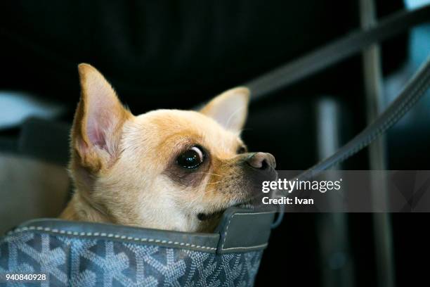 chihuahua dog peeking out from bag, close-up - chihuahua dog stock-fotos und bilder