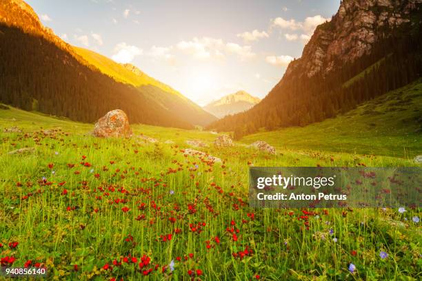 mountain landscape with flowers at sunset - blumen als accessoire stock-fotos und bilder