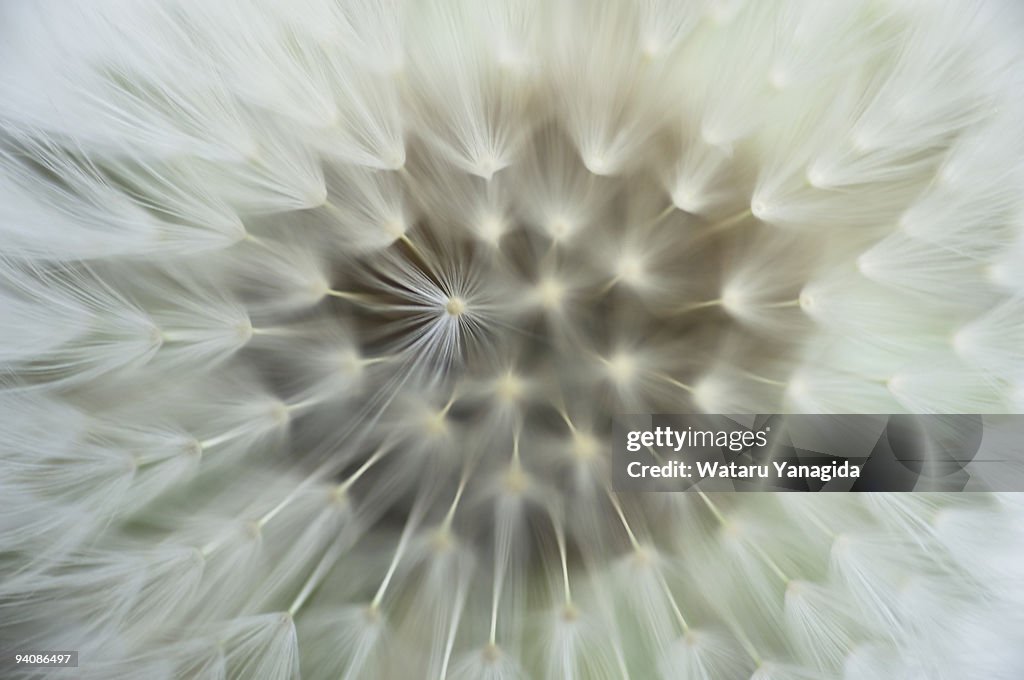 Dandelion seeds