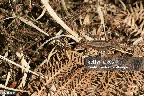 a stunning common lizard (lacerta zootoca vivipara) warming itself in the spring sunshine on leaf litter on the ground. - lacerta vivipara stock pictures, royalty-free photos & images