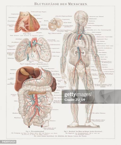 illustrazioni stock, clip art, cartoni animati e icone di tendenza di vasi sanguigni dell'uomo con organi interni, pubblicato nel 1897 - intestino crasso umano