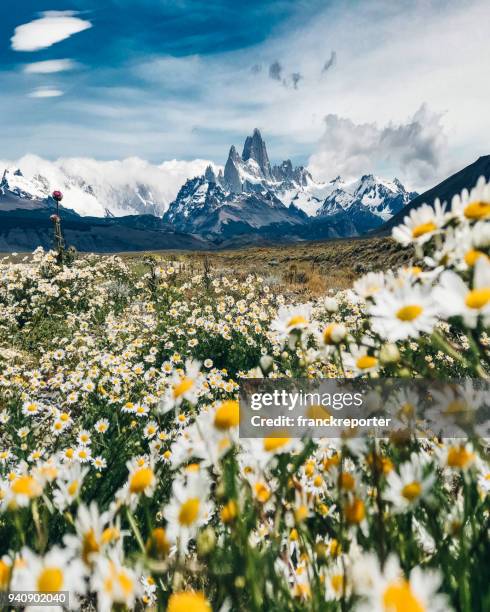 der chalten berg mit gänseblümchen - patagonien stock-fotos und bilder