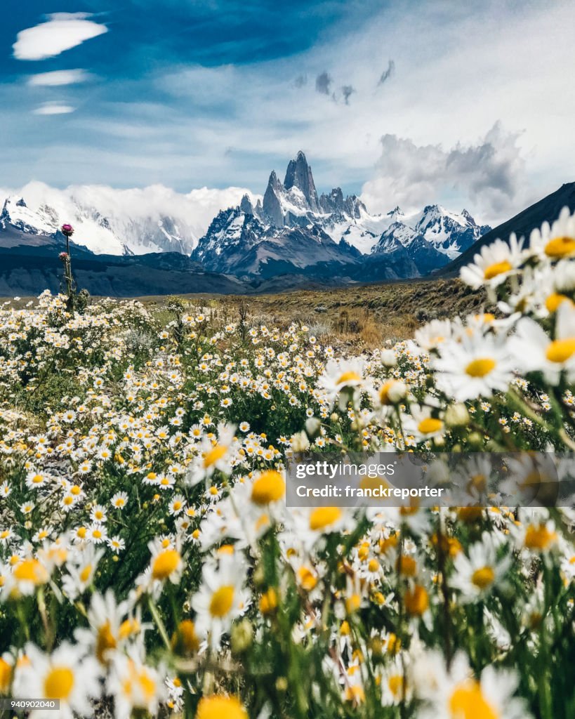 El chalten mountain with daisy