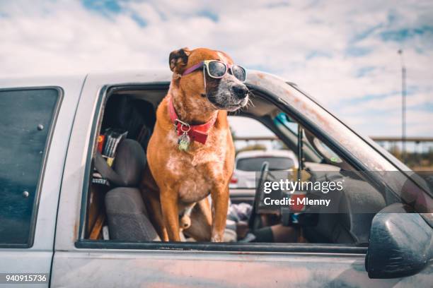 cool hond met zonnebril geniet van pick-up rit op amerikaanse snelweg - californie surf stockfoto's en -beelden