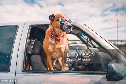 Cool dog with sunglasses enjoying pick-up ride on american highway