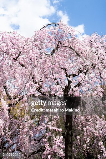 Weeping Cherry Tree Weeping Cherry Tree