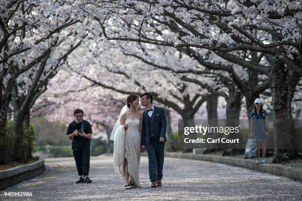 Couple have their wedding photographs taken under cherry blossom trees in Kameoka Yawaraginomichi Sakura Park on April 2, 2018 in Kameoka, Japan. The...