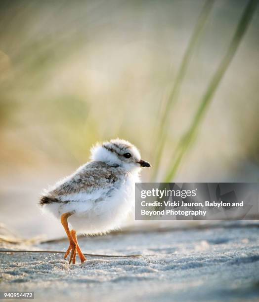 fluffy little piping plover chick on the beach - nassau county bildbanksfoton och bilder